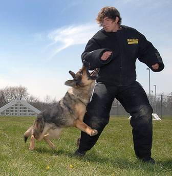 File:Military dog attack.JPG